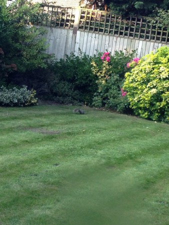 Egy mókus a kertben